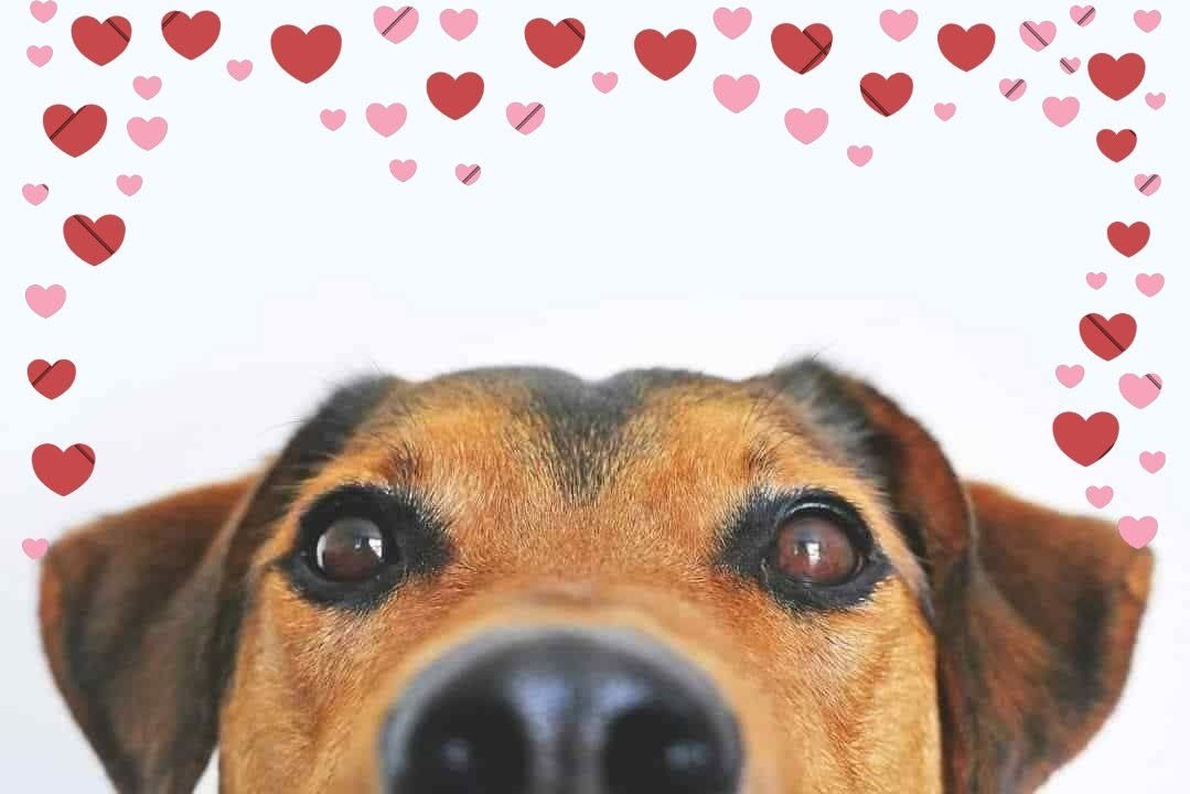 Affordable Mobile Pet Services Price List featuring a dog with hearts